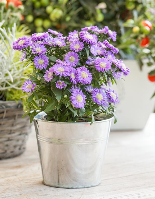 Aster dumosus, blau