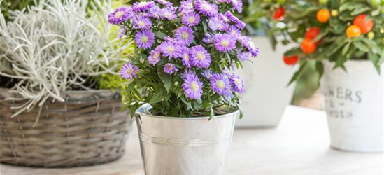 Aster dumosus, blau