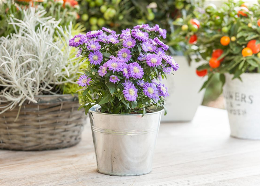 Aster dumosus, blau