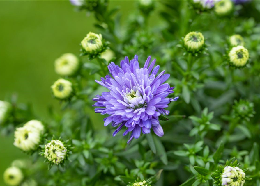 Aster dumosus, blau