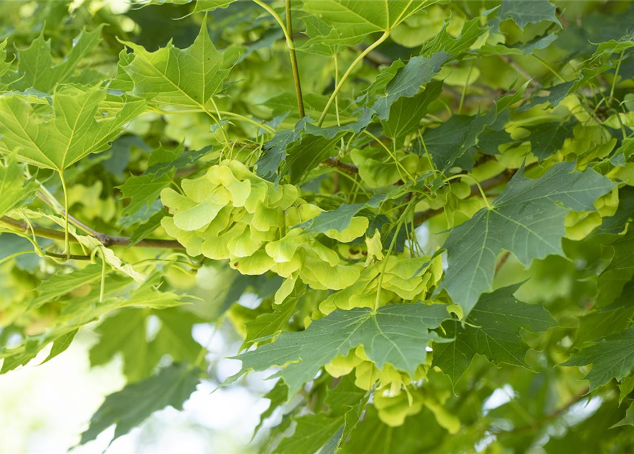 Acer platanoides