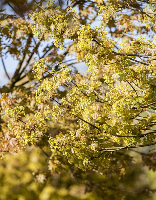 Acer platanoides