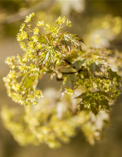 Acer platanoides