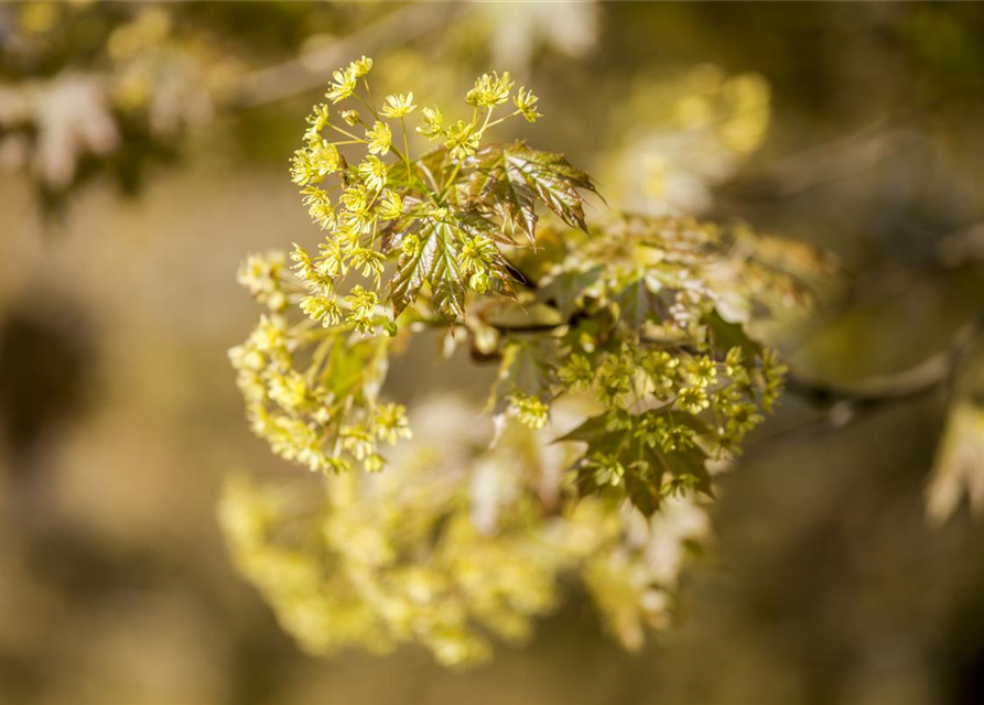 Acer platanoides