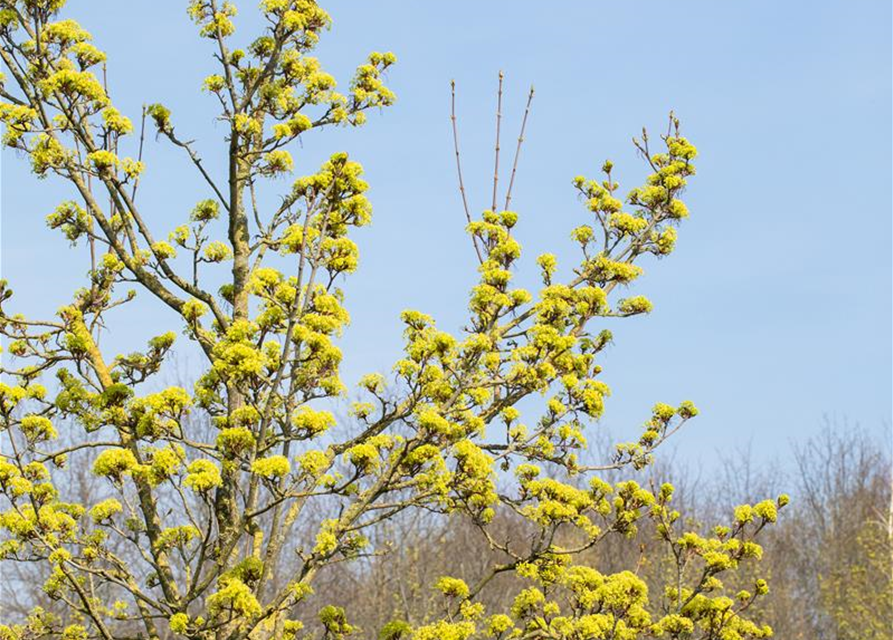 Acer platanoides