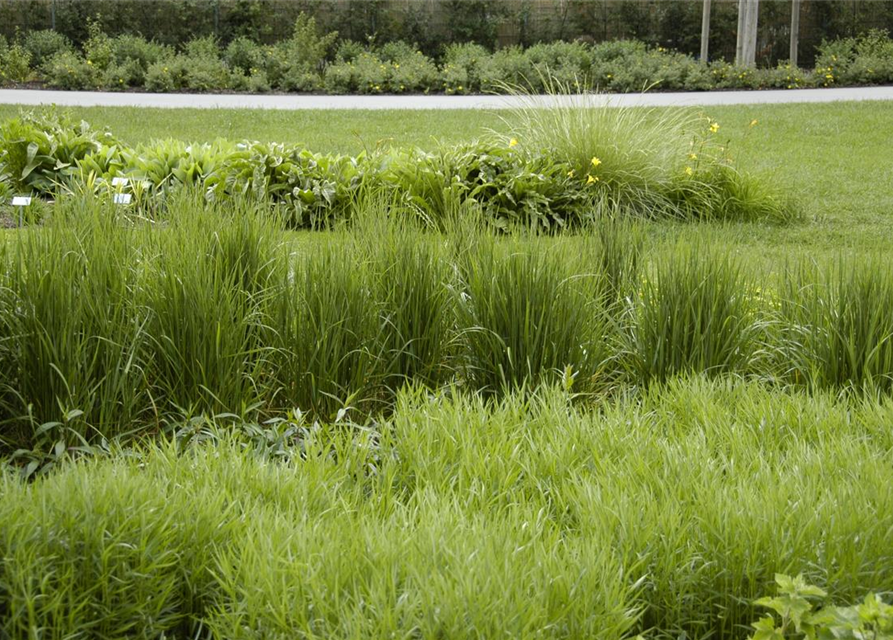 Calamagrostis x acutiflora 'Karl Foerster'