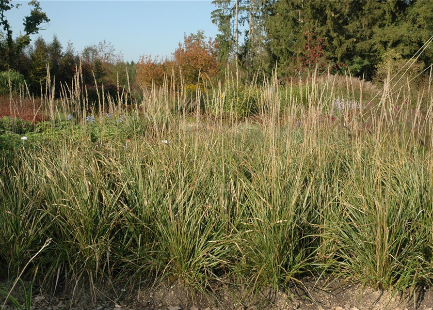 Calamagrostis x acutiflora 'Karl Foerster'