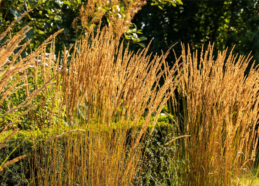 Calamagrostis x acutiflora 'Karl Foerster'