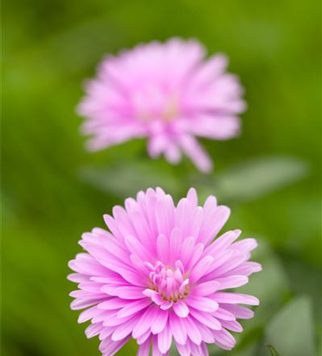 Aster dumosus, rosa