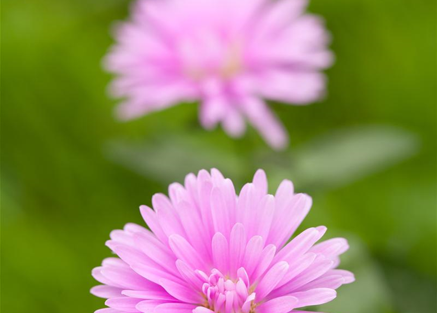 Aster dumosus, rosa