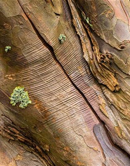 Acer pseudoplatanus