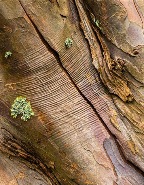 Acer pseudoplatanus