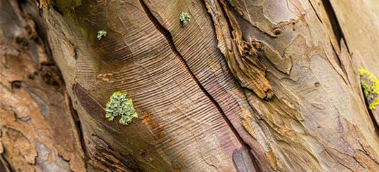 Acer pseudoplatanus