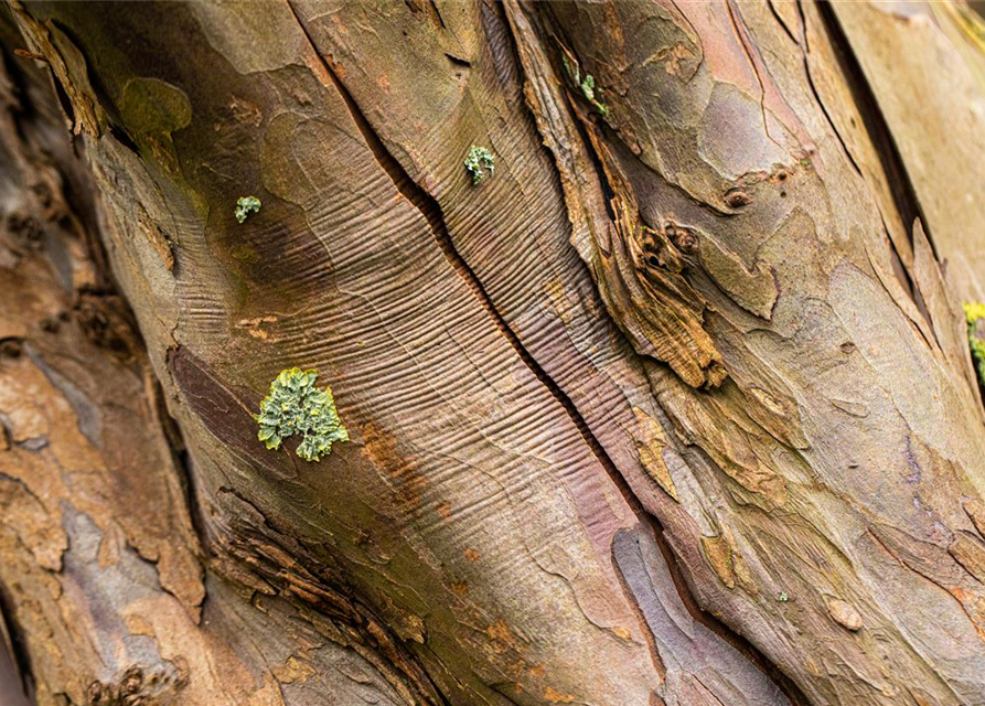 Acer pseudoplatanus