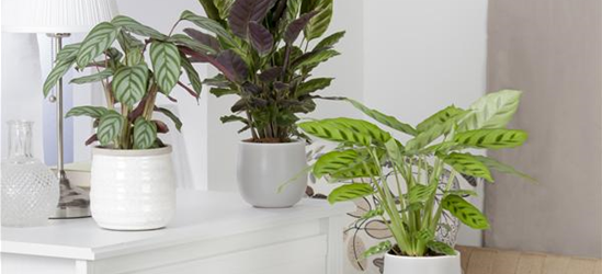 Calathea