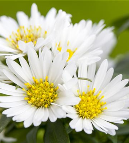 Aster dumosus, weiß