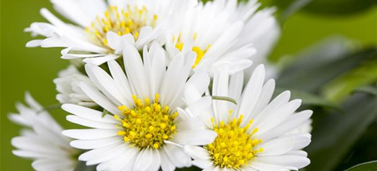 Aster dumosus, weiß