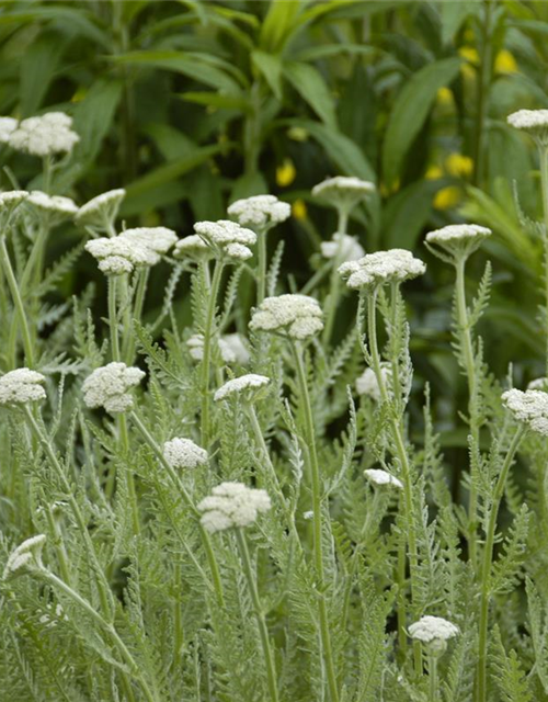 Achillea millefolium