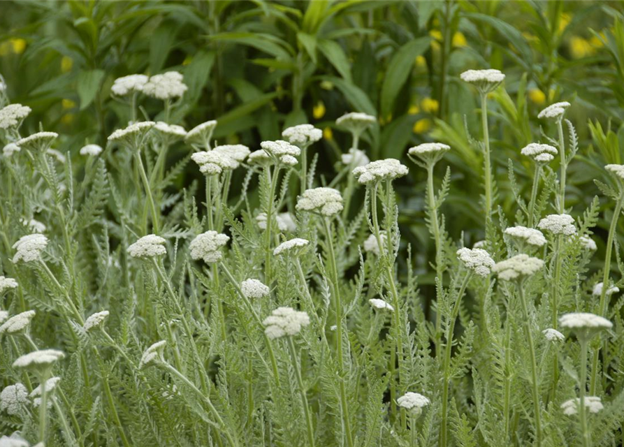 Achillea millefolium