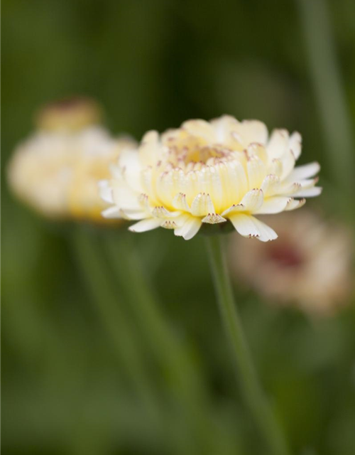 Calendula officinalis