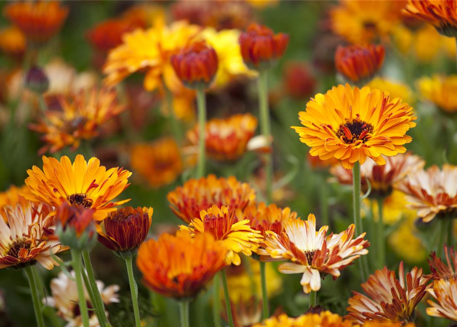 Calendula officinalis