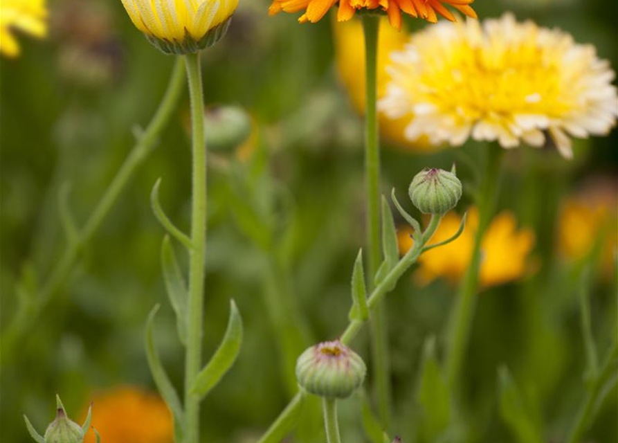 Calendula officinalis