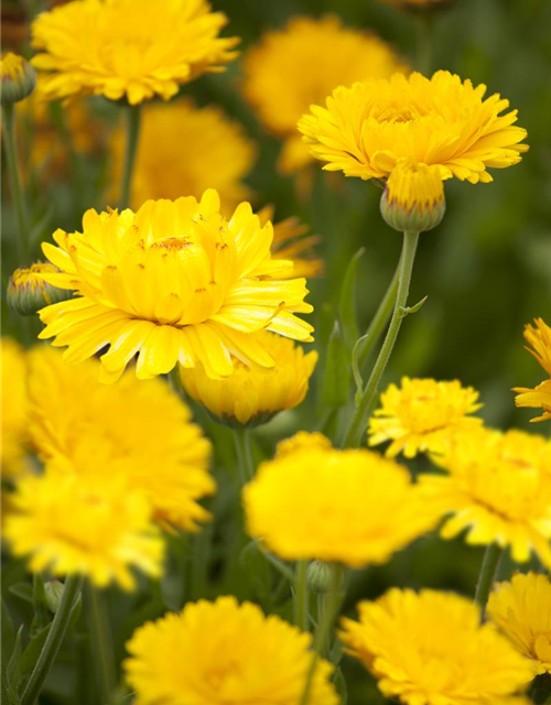 Calendula officinalis