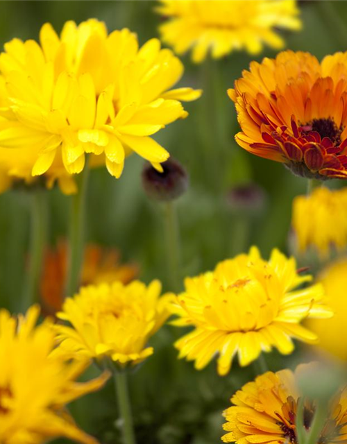 Calendula officinalis