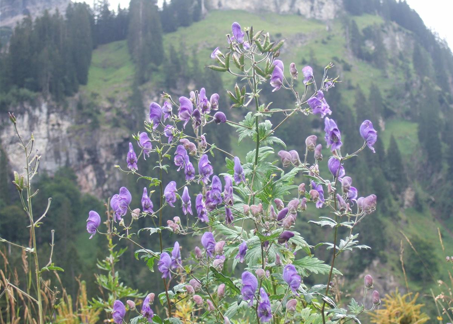 Aconitum napellus