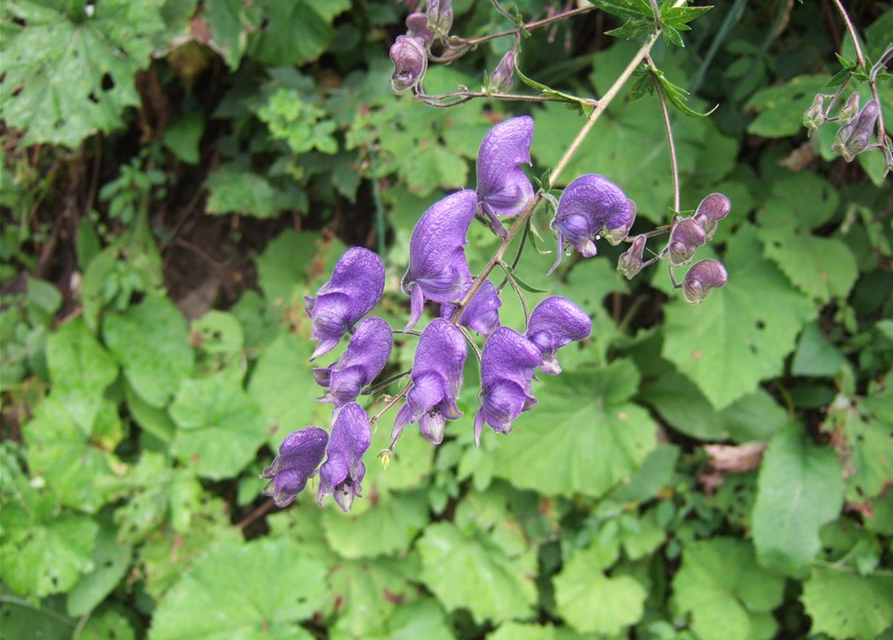 Aconitum napellus