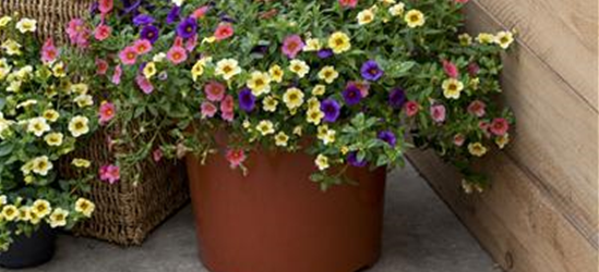 Calibrachoa