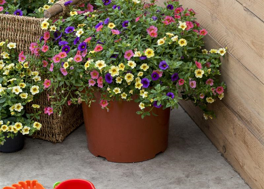 Calibrachoa