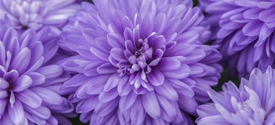 Aster novi-belgii, blau