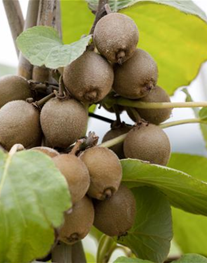 Actinidia chinensis