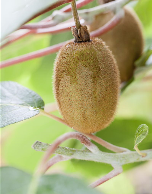 Actinidia chinensis