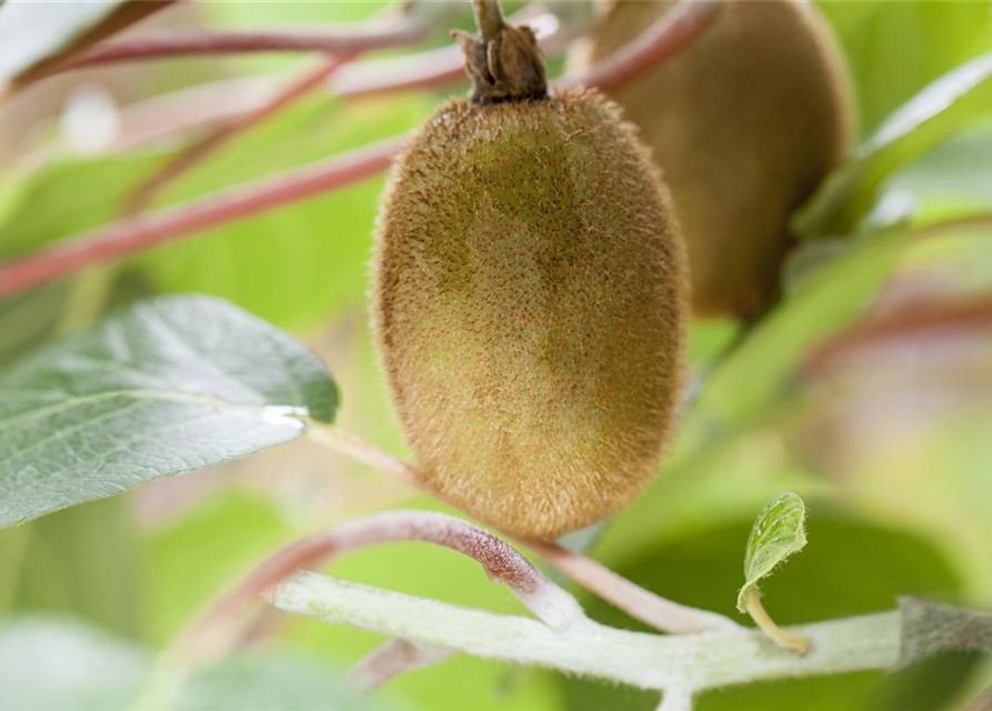 Actinidia chinensis