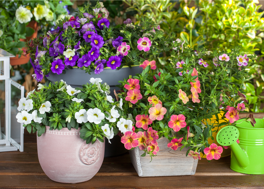 Calibrachoa 'Celebration'®