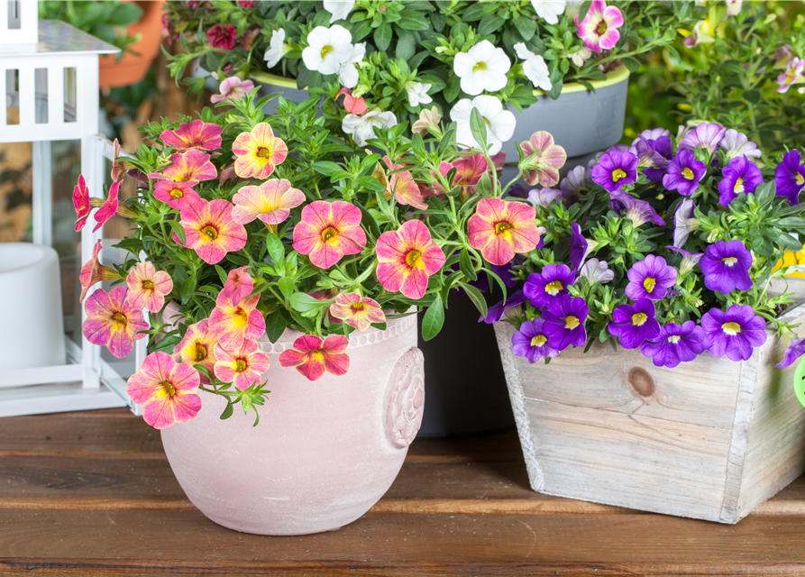 Calibrachoa 'Celebration'®