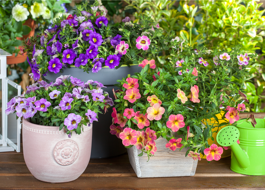 Calibrachoa 'Celebration'®