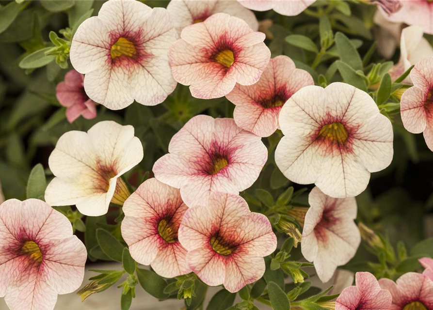 Calibrachoa 'Celebration'®