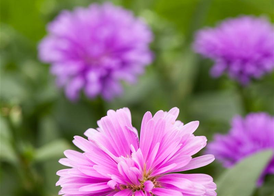 Aster novi-belgii, rosa