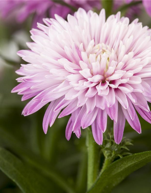 Aster novi-belgii, rosa