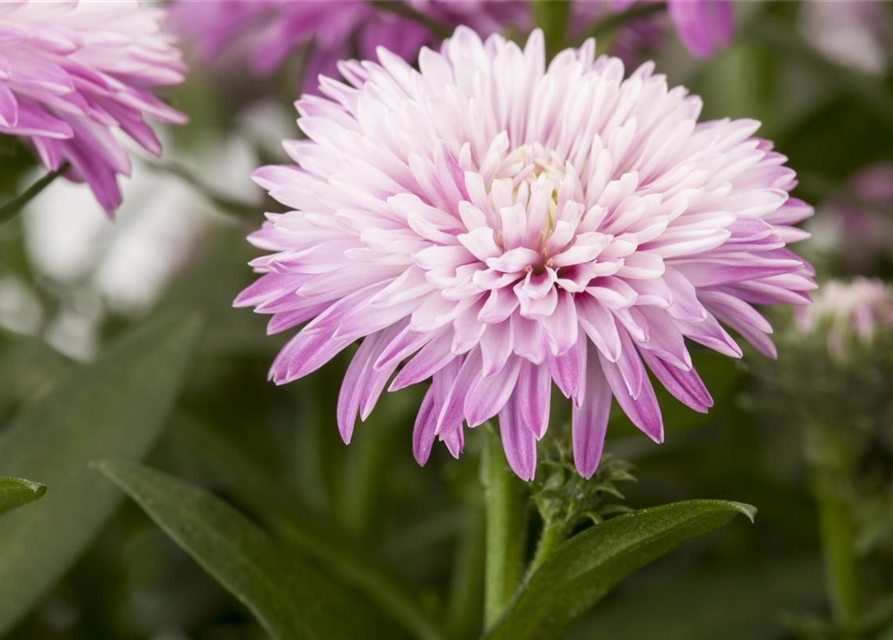 Aster novi-belgii, rosa