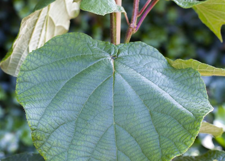 Actinidia chinensis 'Atlas'