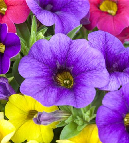 Calibrachoa 'Celebration® Karneval'