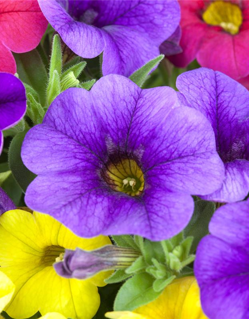 Calibrachoa 'Celebration® Karneval'