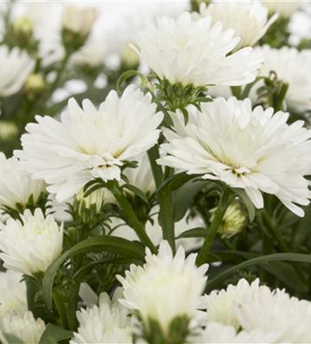 Aster novi-belgii, weiß