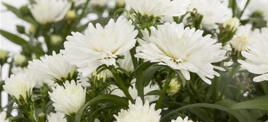 Aster novi-belgii, weiß