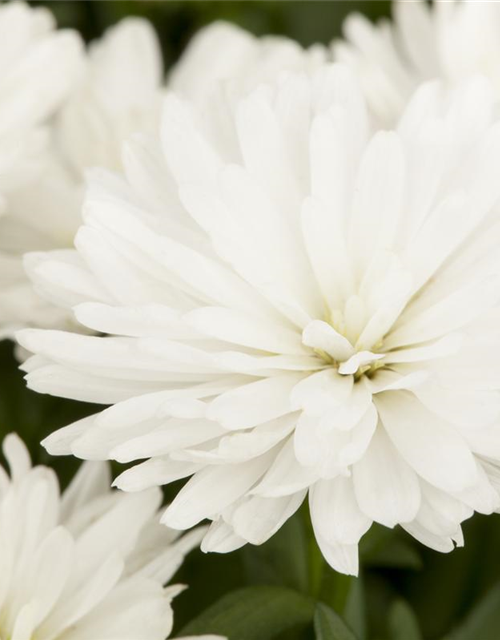 Aster novi-belgii, weiß