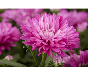 ASTERN - DIE STARS IM GARTEN